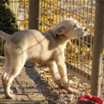 20251126-fotos-suzuki-7