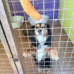 20251228-fotos-bobisha-1