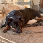 20251228-fotos-roxana-1