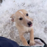 20260105-fotos-sassy-2