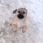 20260105-fotos-smoky-5