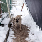 20260105-fotos-smoky-7