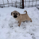 20260105-fotos-smoky-8