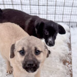 20260105-fotos-sushi-4