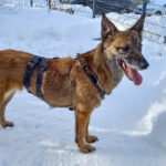 20260127-fotos-nisha-09