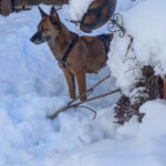 20260127-fotos-nisha-12