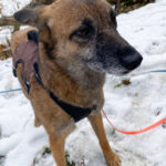 20260208-fotos-nisha-11