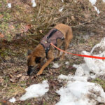 20260208-fotos-nisha-16