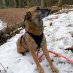 20260208-fotos-nisha-20