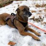 20260208-fotos-nisha-21