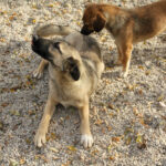 20251117-fotos-josephine-01