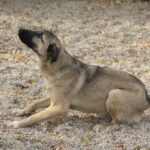 20251117-fotos-josephine-23