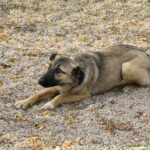 20251117-fotos-josephine-26