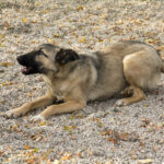 20251117-fotos-josephine-27