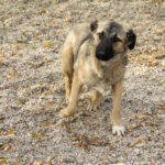 20251117-fotos-josephine-28