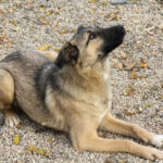 20251117-fotos-josephine-29