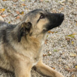 20251117-fotos-josephine-31