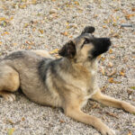 20251117-fotos-josephine-36