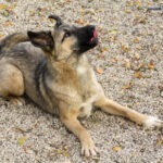 20251117-fotos-josephine-37