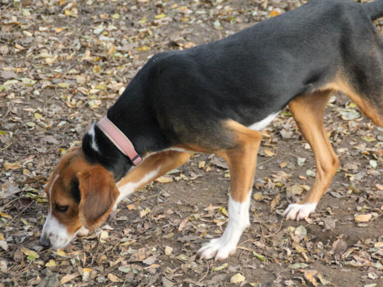 20251117-fotos-ofelia-13