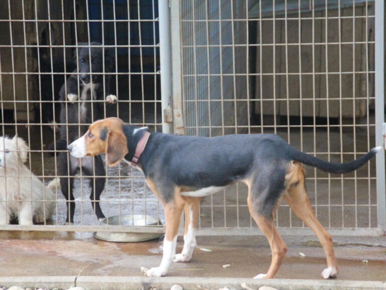 20251117-fotos-ofelia-15