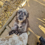 20251126-fotos-keanu-12