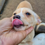 20251126-fotos-sassy-1