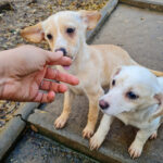 20251126-fotos-sassy-4