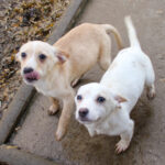 20251126-fotos-sassy-6