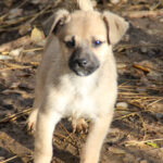 20251126-fotos-smoky-1