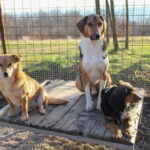 20251228-fotos-bobisha-2