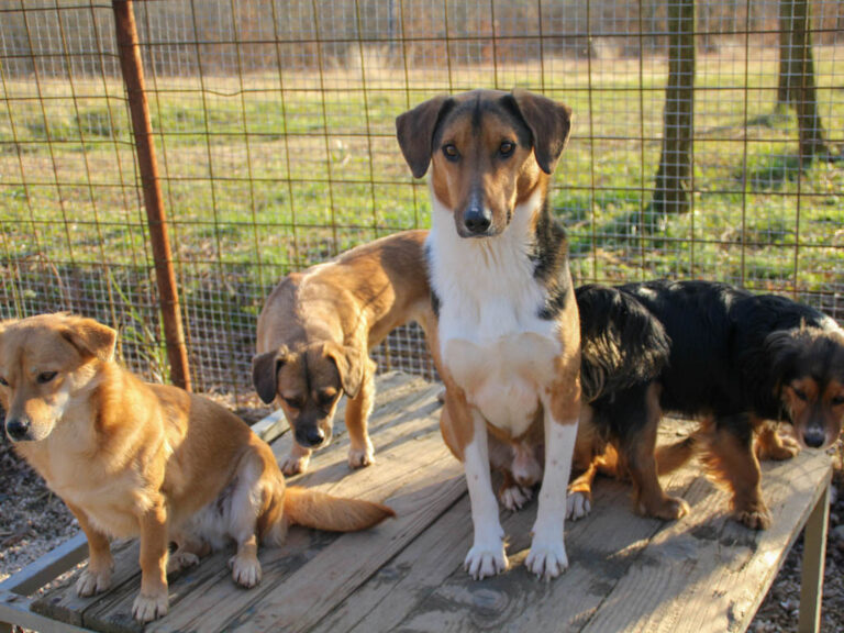 20251228-fotos-zlaja-1