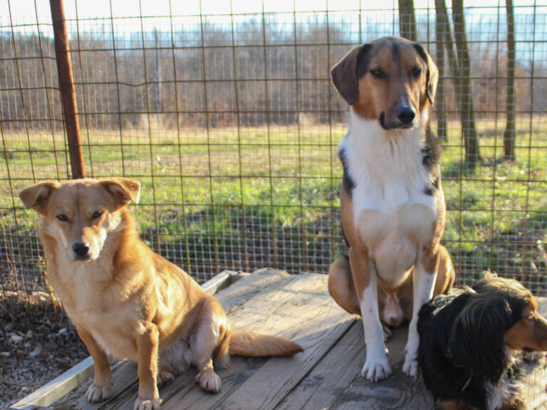 20251228-fotos-zlaja-2