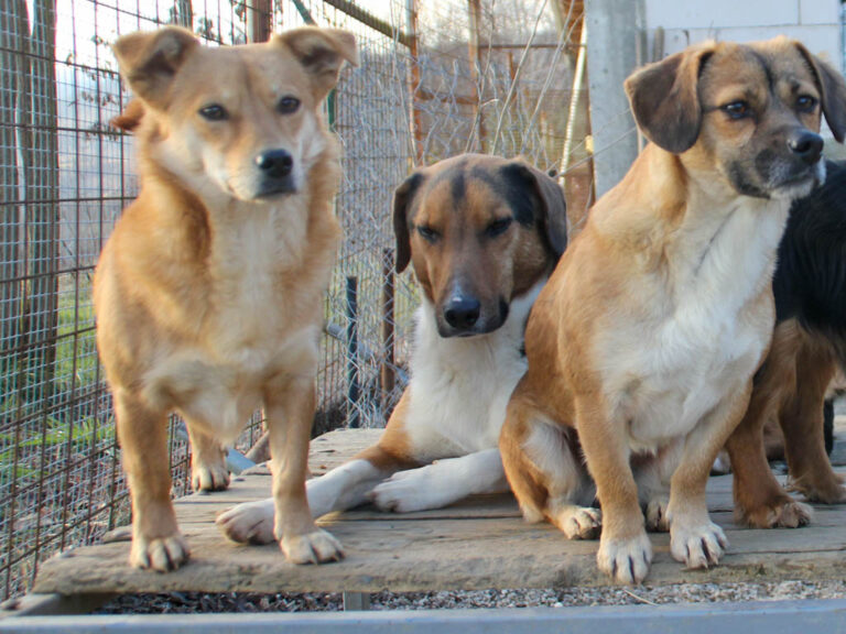 20251228-fotos-zlaja-8