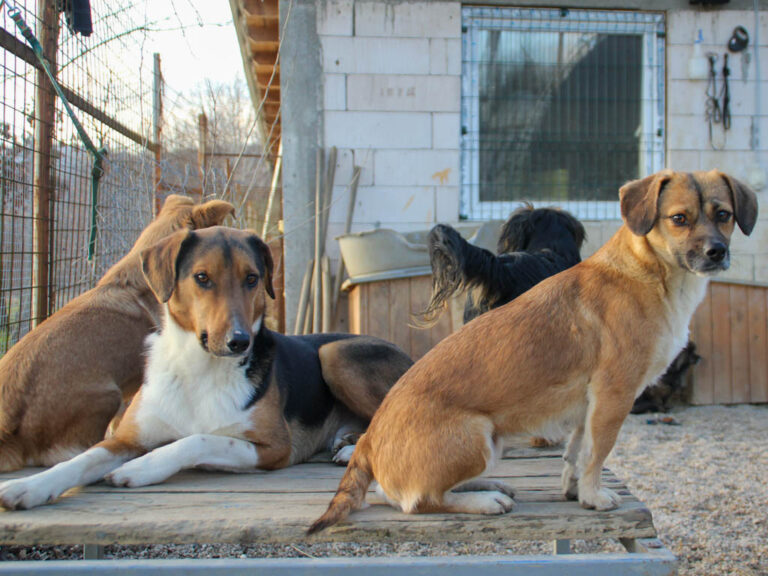 20251228-fotos-zlaja-9