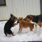 20260105-fotos-bobisha-1