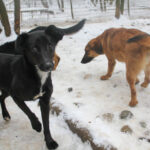 20260105-fotos-fiona-2