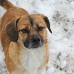 20260105-fotos-millie-2