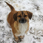 20260105-fotos-millie-3