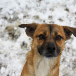 20260105-fotos-millie-4