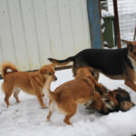 20260105-fotos-sena-2