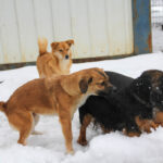 20260105-fotos-sena-3