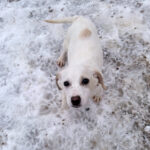 20260105-fotos-skipper-1