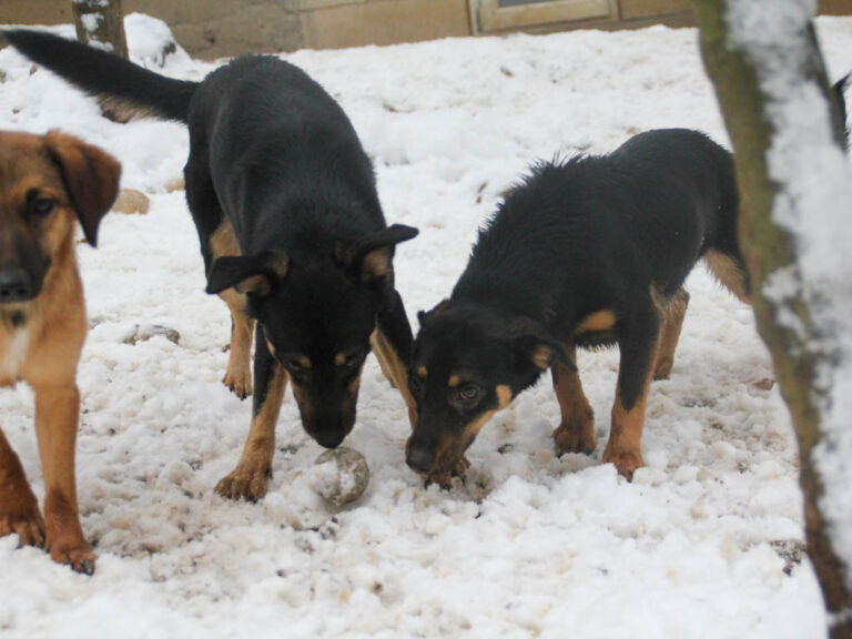 20260105-fotos-smilla-3