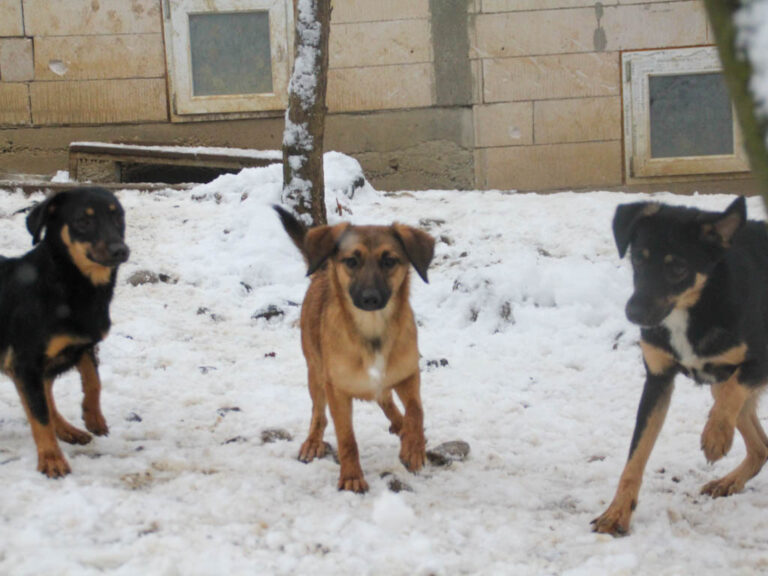 20260105-fotos-smilla-4