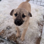 20260105-fotos-smoky-1