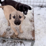 20260105-fotos-smoky-2