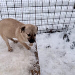 20260105-fotos-smoky-3