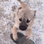 20260105-fotos-smoky-4