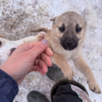 20260105-fotos-smoky-5